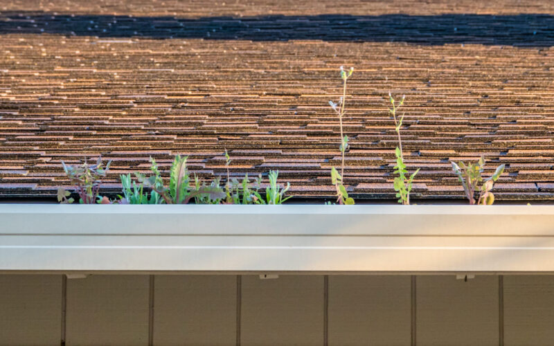 Weeds grow in a clogged gutter in need of cleaning. - MidSouth Construction LLC Tips to Maintain your Roof starts with cleaning clogged gutters
